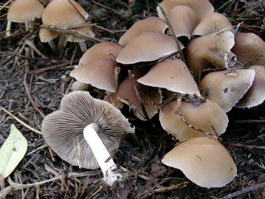 1972 Aprile vecchio ritrovamento